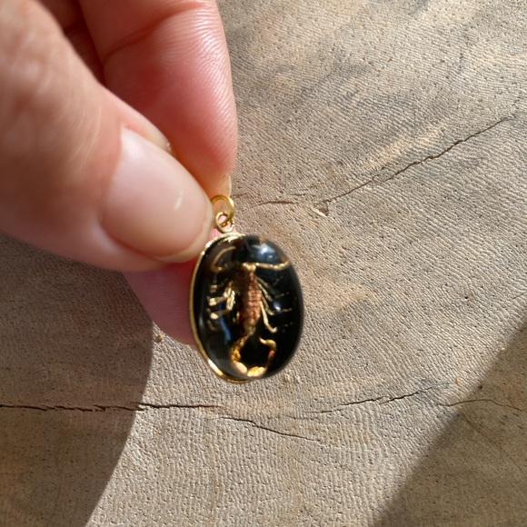 Real Ant Scorpion Beetle Spider Pendant Necklace Taxidermy insect necklace chain - Picture 6 of 11